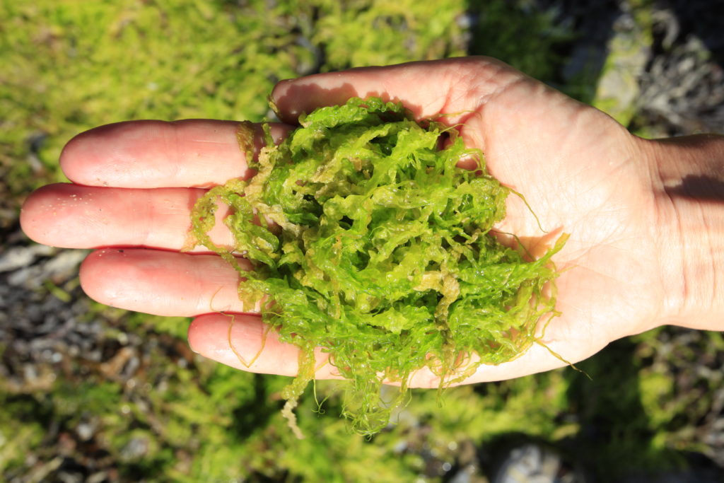 Rumput Laut Maluku Utara Jadi Kontributor Utama Produksi dan Produk Olahan Nasional